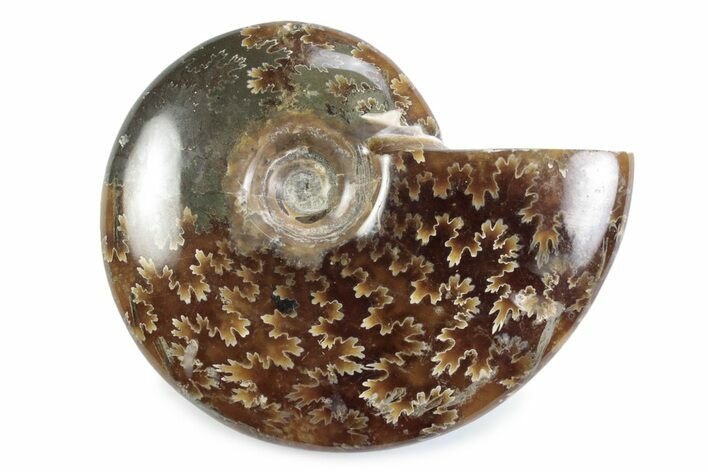 Polished Ammonite (Cleoniceras) Fossil - Madagascar #364948